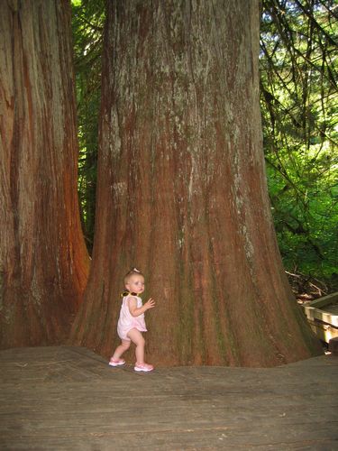 Big Tree, Little Toddler