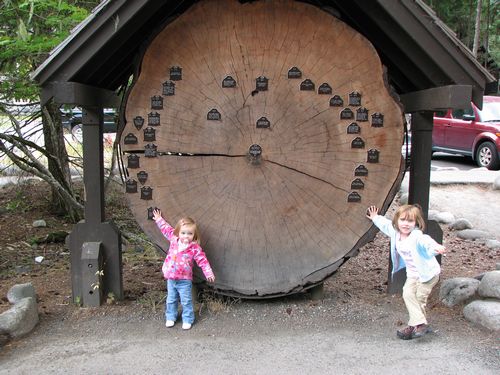 Big Tree at Longmire