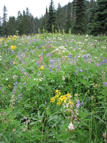 Wildflowers Along the Niqually Vista Trail
