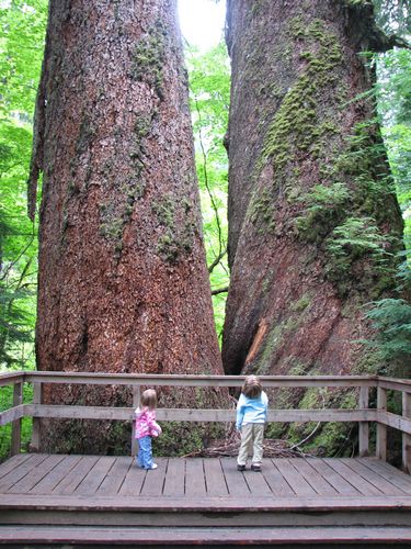 Big Tree Little Girls
