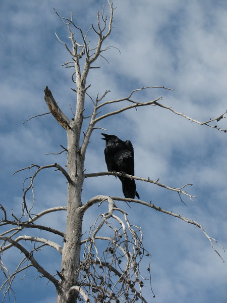 Raven at Lower Geyser Basin
