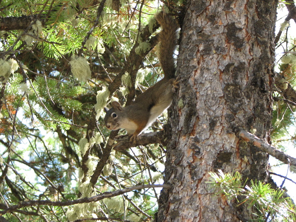 Squirrel at LHR Preserve