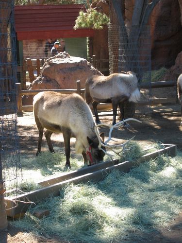 Real Reindeer at Disneyland
