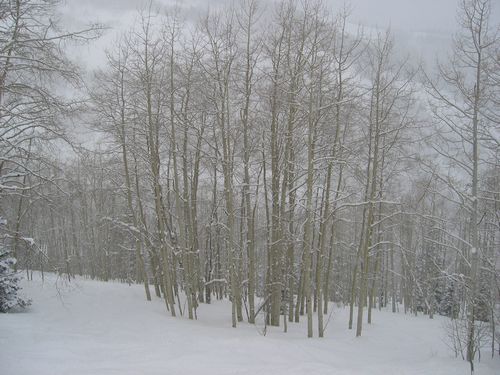 Aspen
