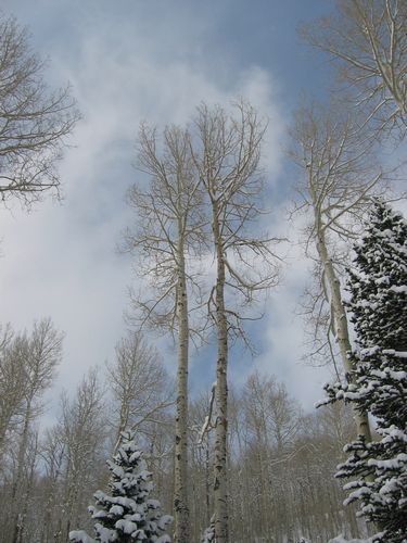 More Aspen