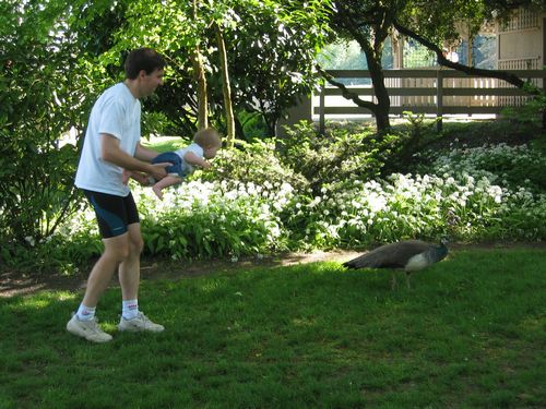 Chasing a Winery Peacock
