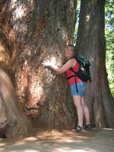 Tree Hugger