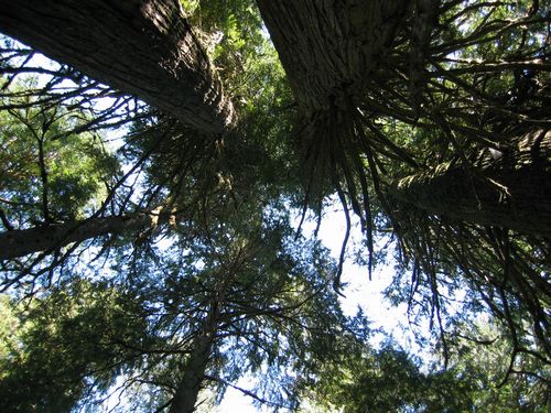 Reaching For the Sky
