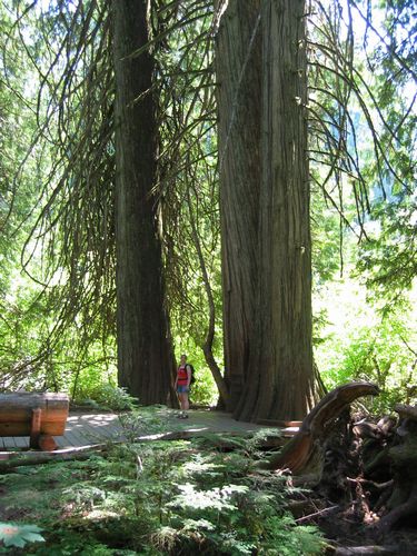 Big Trees