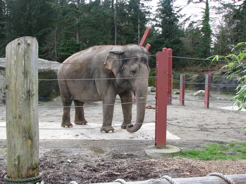 Elephant