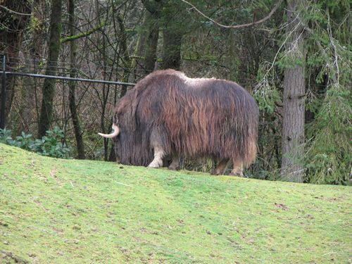 Muskox