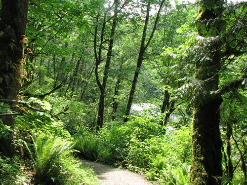 Lush Forest
