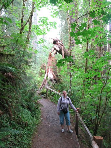 Trail to the Hall of Mosses
