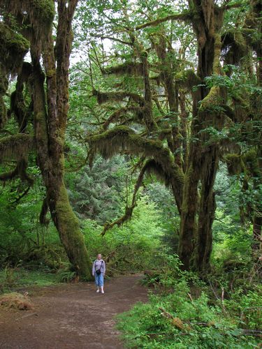Hall of Mosses Trail