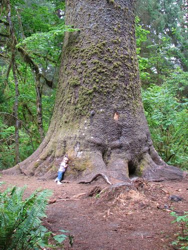 Big Spruce Little Girl