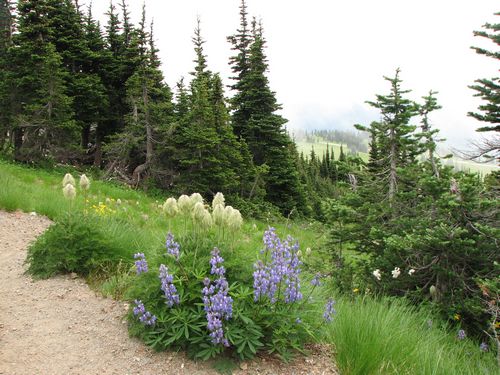 Lupine