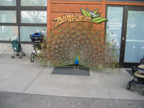 Peacock