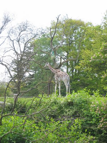 Giraffe