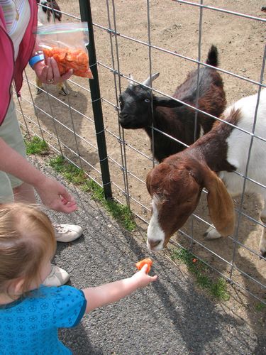 Feeding the Goats