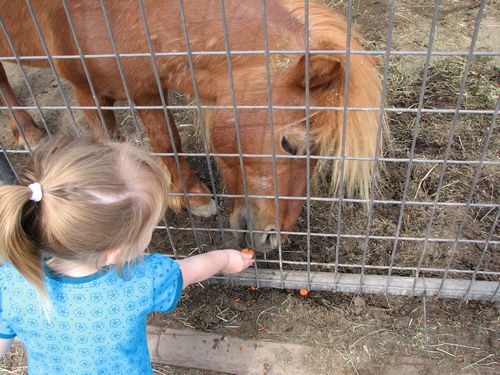 Feeding the Pony