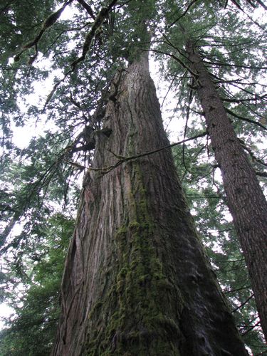 Tall Tree