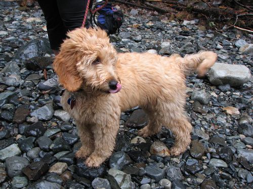 Creekside Pooch