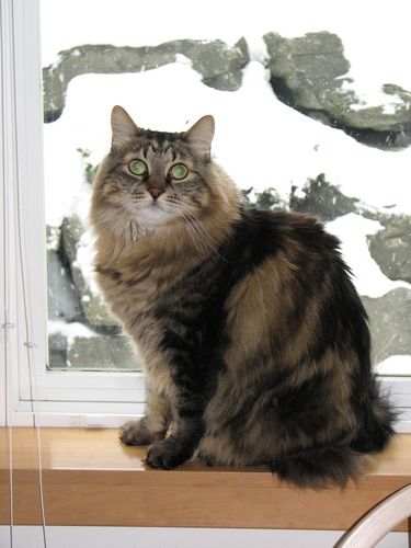Snowcat