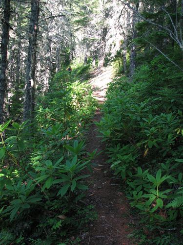 The forest was filled with rhododendrons