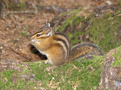 Campsite Chipmunk