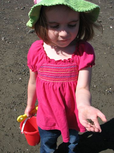 Baby Crab