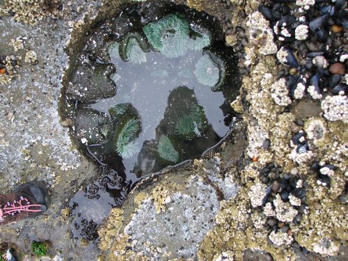 Tide Pool