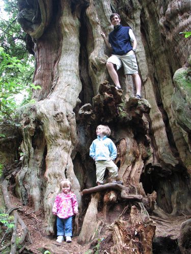 Big Cedar Tree
