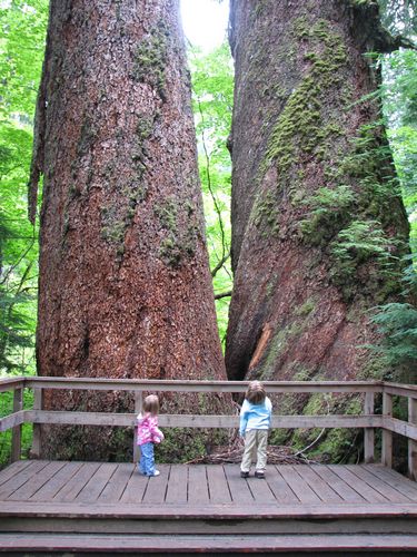 Big Tree Little Girls