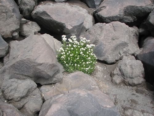 Mountain Flowers