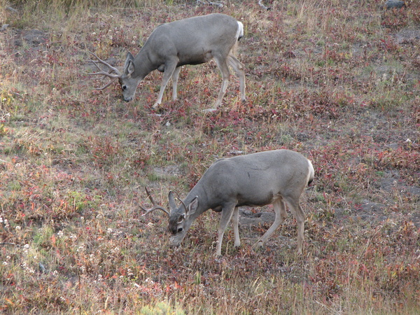 Mule Deer in Yellowstone