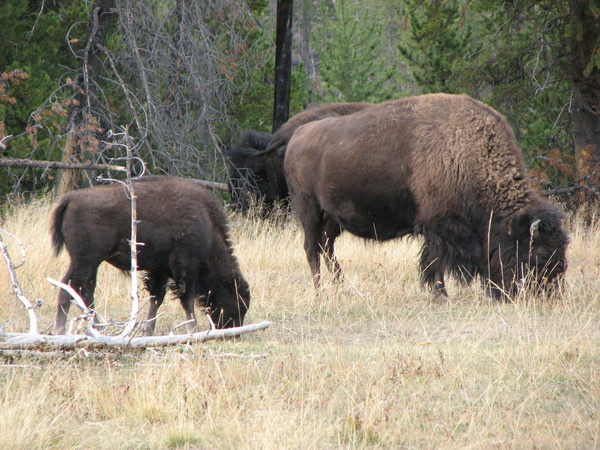 Baby Bison in Yellowstone