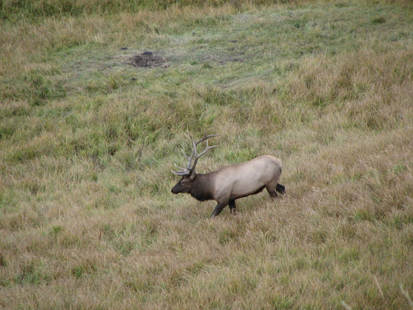 Elk in Yellowstone