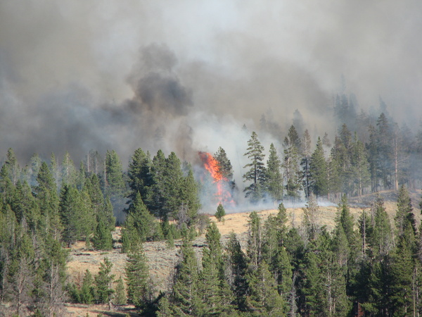 Tree Bursting Into Flame