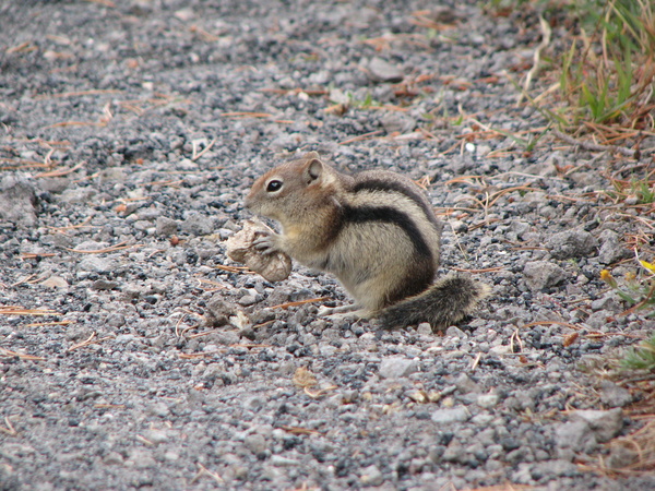 Chipmunk Near Old Faithful