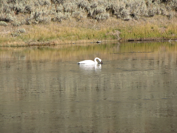 Swan Near Madison