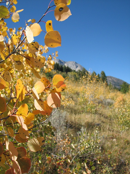Aspen Leaves