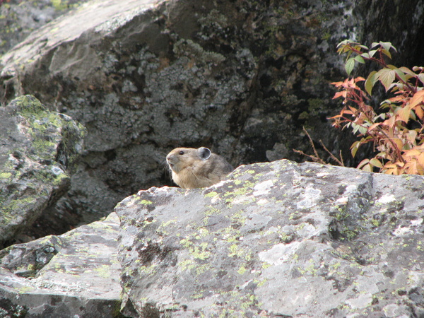 Pika Near Hidden Falls