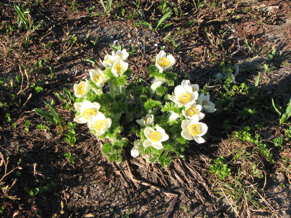 Flowers at Paradise