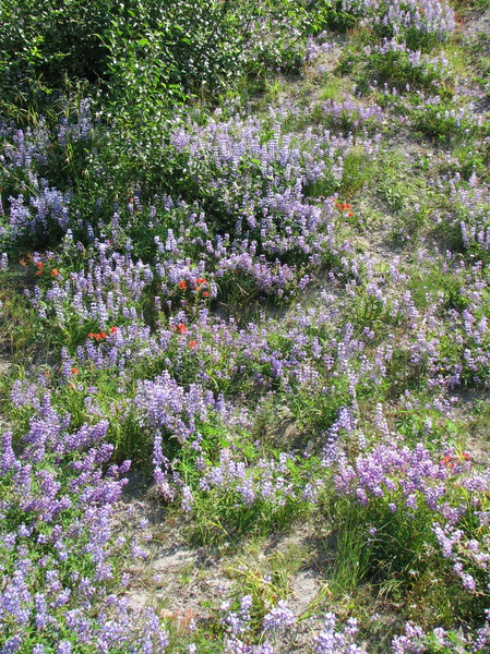 Lupine