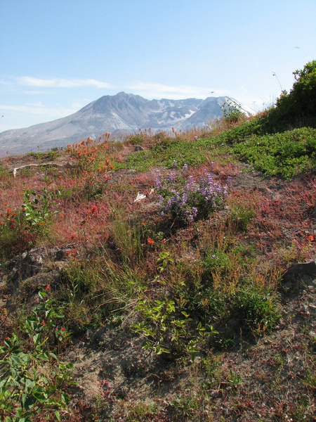 Flowers on Johnston Ridge