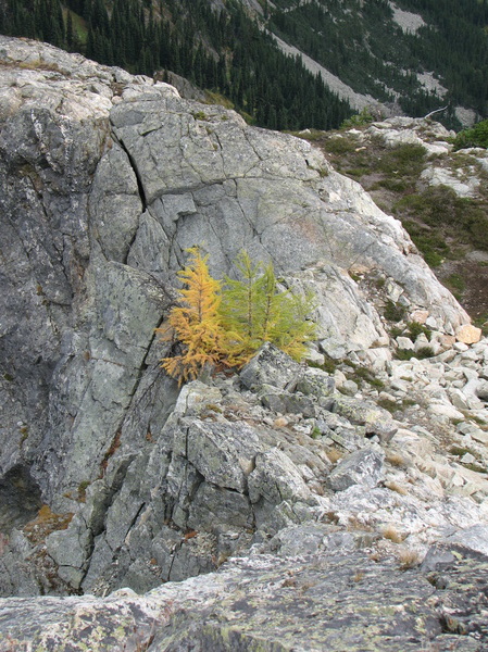 Larches Turning