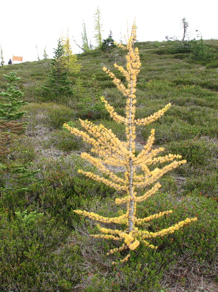 Fall Larch
