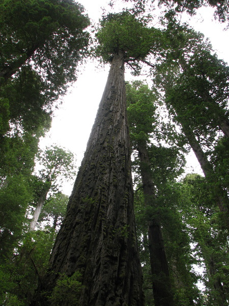 Tall Tree Off of  Howland Hill Road