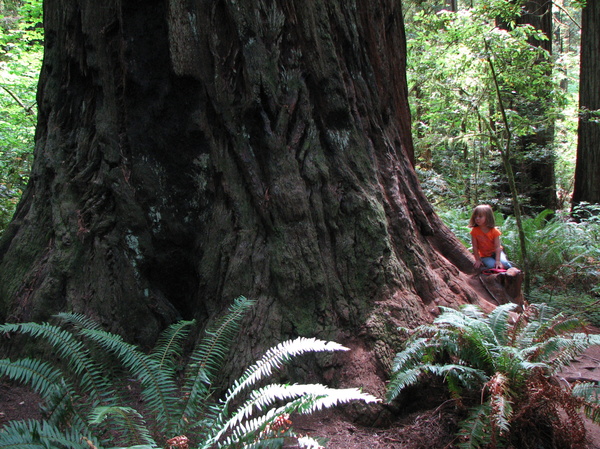 Little Lily and a Big Tree