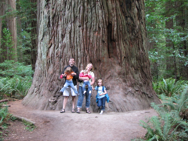 Stout Tree